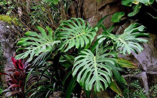 龟背竹怎样用气根繁殖 龟背竹怎样用气根繁殖