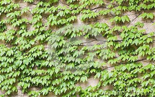 一盆常春藤能爬满墙吗 常春藤一盆栽多少颗