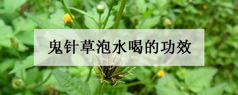 鬼针草泡水喝的功效（新鲜鬼针草泡水喝的功效）