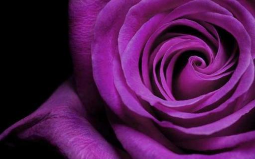 紫玫瑰代表什么意思 蓝玫瑰代表什么意思