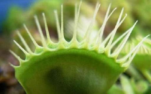 捕蝇草夹子黑了要剪吗（捕蝇草夹子黑了要剪吗图片）