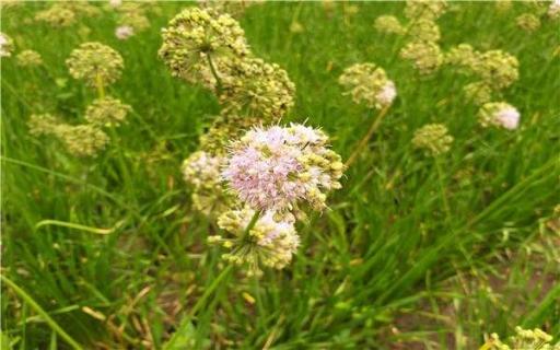 一盆花放几粒尿素 一盆花放几粒尿素合适