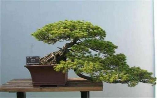 松柏盆景适合放家里吗（松柏盆景可以放家中吗）