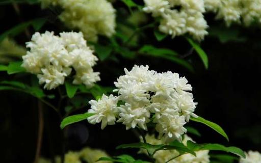 木香花的种植养护方法是什么 木香花种植方法和时间