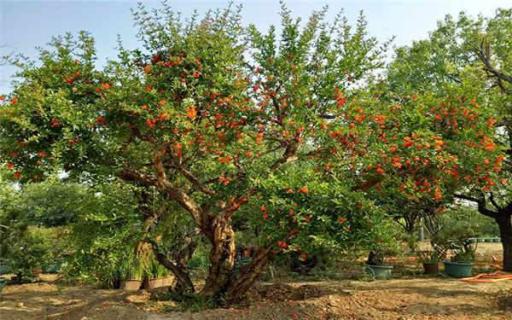 农村房子门前种什么植物好 农村房子门前种什么植物好呢