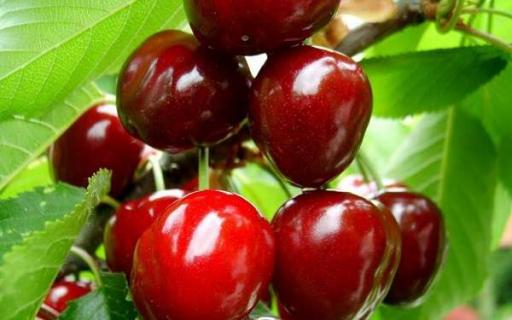 低糖的水果有哪些种（低糖的水果有哪些种类）