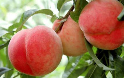 桃子最甜的品种有几种（桃子最甜的品种有几种名字）