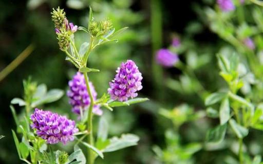 紫花苜蓿种子要怎么种