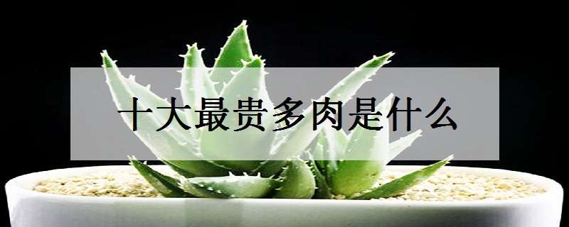 十大最贵多肉是什么（十大最贵多肉是什么名字）
