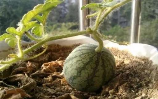 西瓜籽怎么种小盆栽
