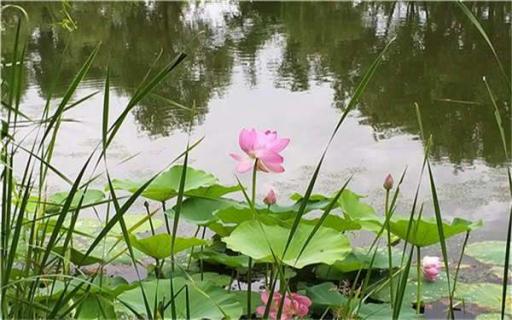 农村旧水缸养荷花的方法（用水缸怎么养荷花）