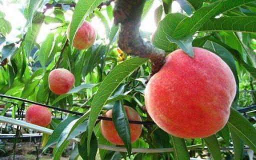 桃树的十六种最新品种 桃树品种排名前十名