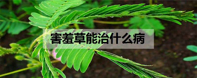 害羞草能治什么病（害羞草可以治疗什么病）