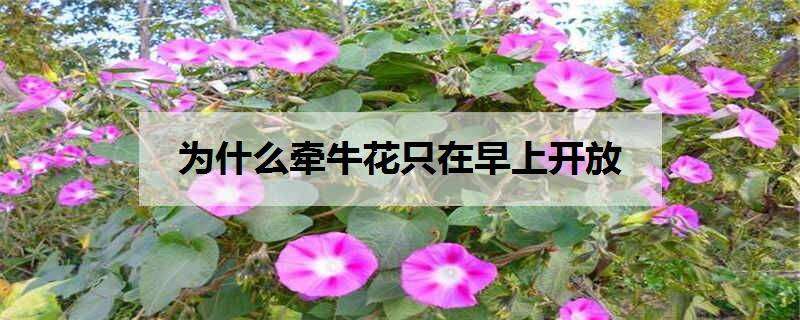 为什么牵牛花只在早上开放（牵牛花为什么早晨开）