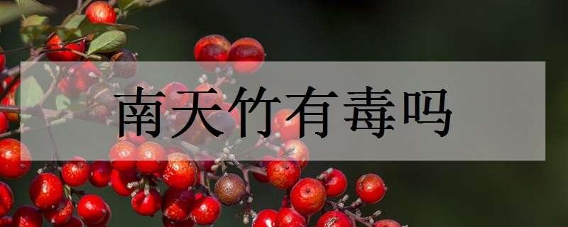 南天竹有毒吗 南天竹有毒吗?