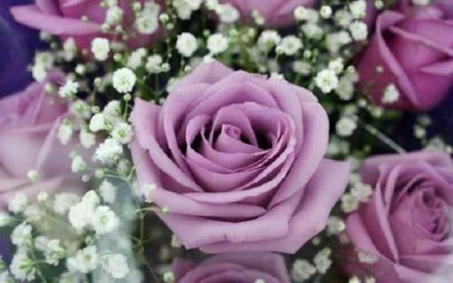 紫玫瑰的寓意有哪些 紫玫瑰的寓意有哪些意思