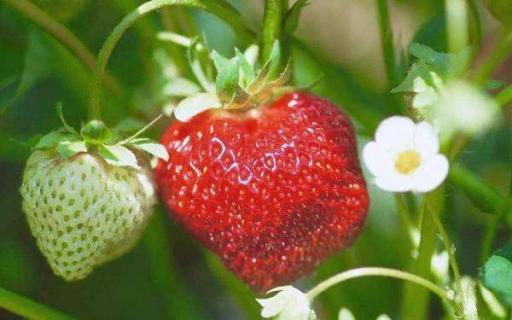 草莓是多年生草本植物吗（草莓是多年生草本植物吗?）