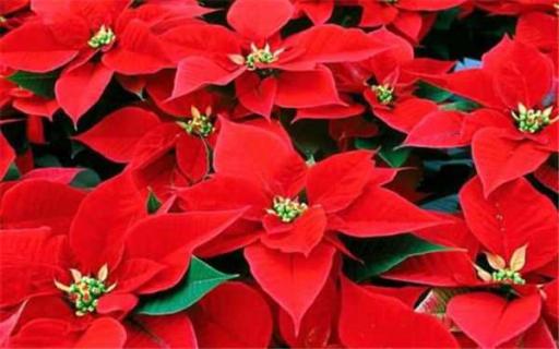一品红能放室内吗（一品红可以放卧室吗?）
