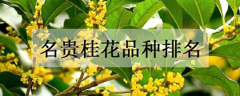 名贵桂花品种排名