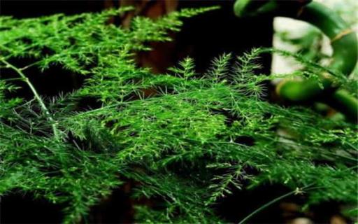 剪下来的文竹能插活吗 剪下来的文竹能插活吗视频