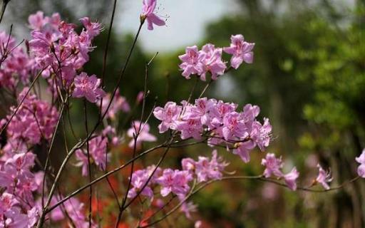 酸性花卉大全