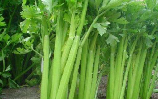 芹菜的种植方法和时间 如何种芹菜高产