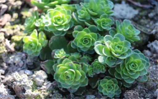 多肉酒杯玫瑰怎么养 多肉酒杯玫瑰怎么养护