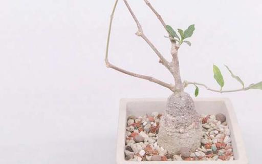 多肉植物火星人如何养（火星兔子多肉怎么养）