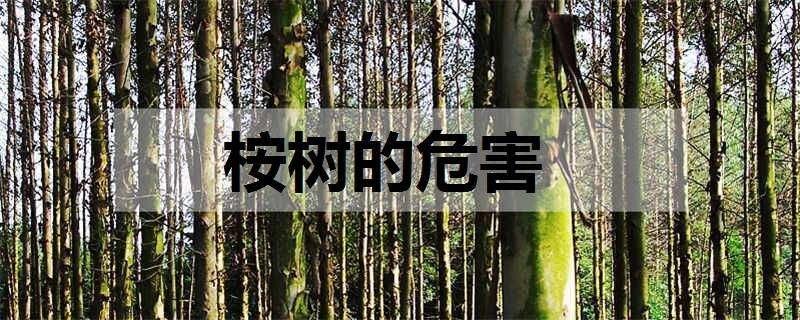 桉树的危害（巨尾桉树的危害）