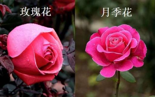 玫瑰和月季的区别有哪些 玫瑰和月季的区别有哪些品种