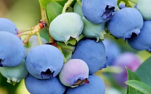 盆栽蓝莓的种植和养护方法 盆栽蓝莓的种植和养护方法有哪些