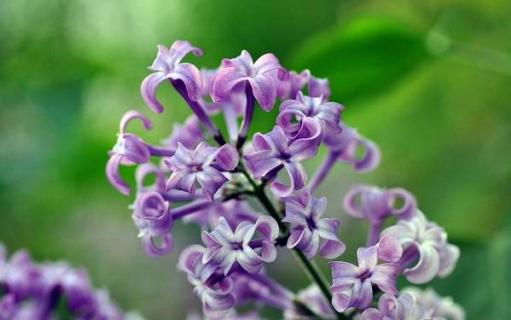 丁香花什么时候开花 丁香花什么时候开花?一年开几次花?花期有多长?