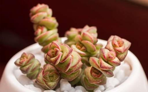 钱串子的养殖方法是什么 钱串子的养殖方法是什么样的