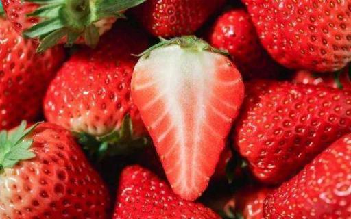 四季草莓一年结几次果 一年可以采摘几次