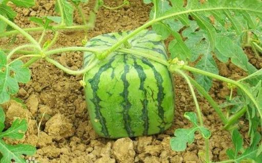 方形西瓜怎么种 种植方法有哪些
