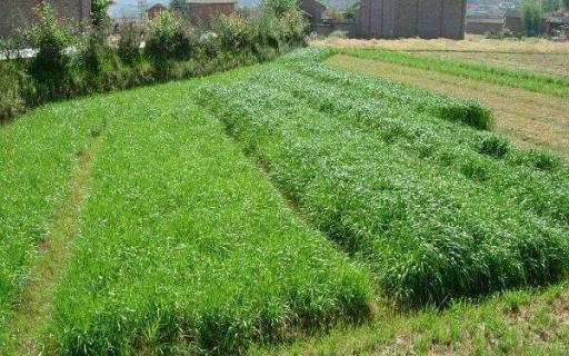 黑麦草种植技术和方法 养殖注意事项