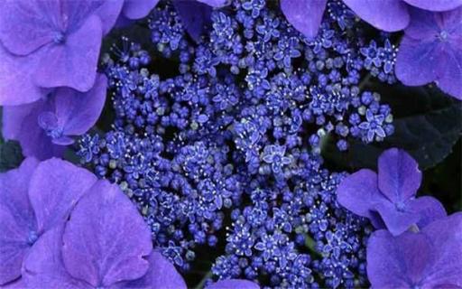 紫罗兰的花语 白色紫罗兰的花语
