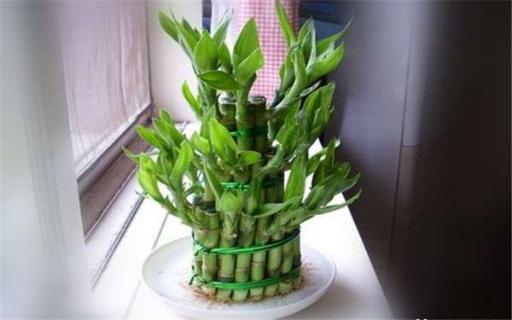 富贵竹怎么养才能长高 富贵竹怎么养不长高