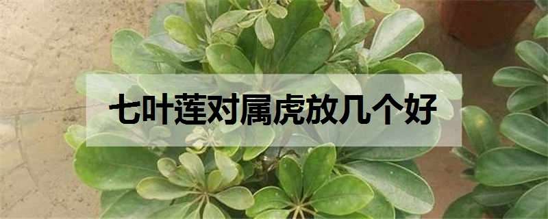 七叶莲对属虎放几个好