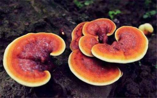 灵芝与什么相克（灵芝与什么搭配最好）