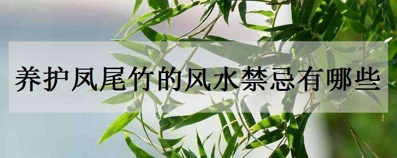 养护凤尾竹的风水禁忌有哪些 凤尾竹的风水作用,家里养凤尾竹好不好?