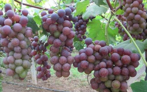 黑加仑和葡萄的区别 谁的营养价值更高