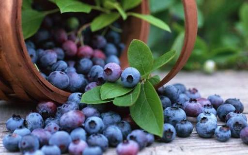盆栽蓝莓的种植方法是什么 盆栽蓝莓的种植方法是什么呢