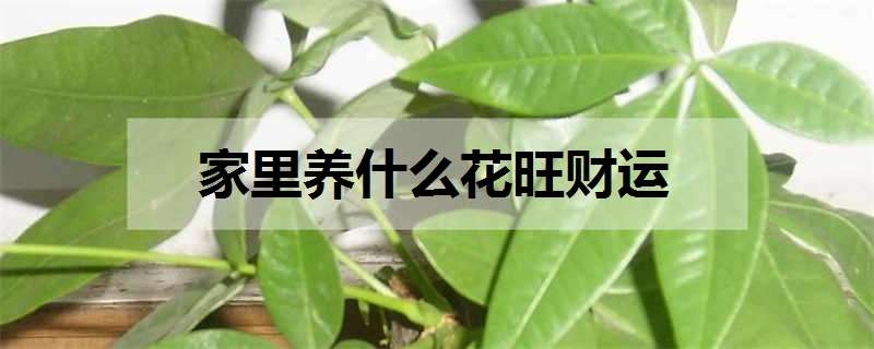 家里养什么花旺财运 家里养什么花对财运好