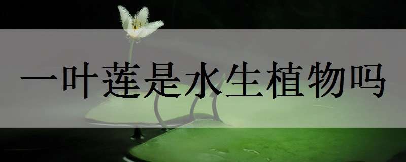 一叶莲是水生植物吗 一叶莲是水生植物吗