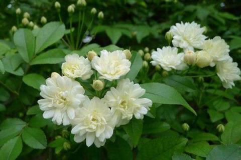 木香花耐寒多少度 木香花为什么叫鬼招手