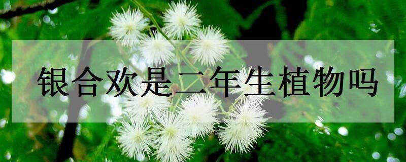 银合欢是二年生植物吗（银合欢是常绿还是落叶）