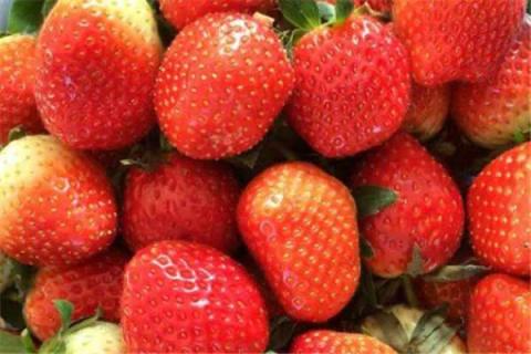 草莓是什么季节的水果（草莓是什么季节的水果?几月份可以摘草莓?）