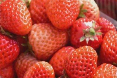淘米水多久浇一次草莓 淘米水可以浇草莓要稀释吗
