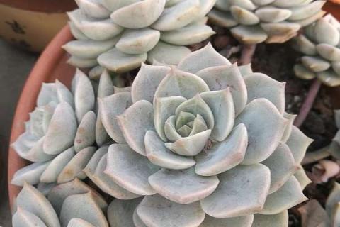 多肉冬天放阳台上会冻死吗（多肉冬天放阳台上会冻死吗）